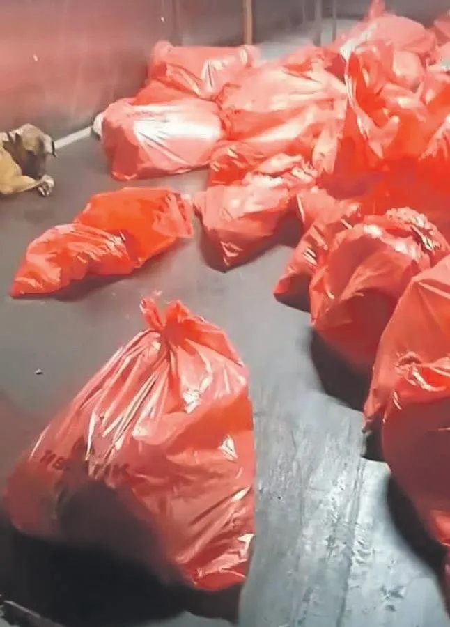 Karataş Hayvan Bakımevi’nde çekildiği iddia edilen görüntü