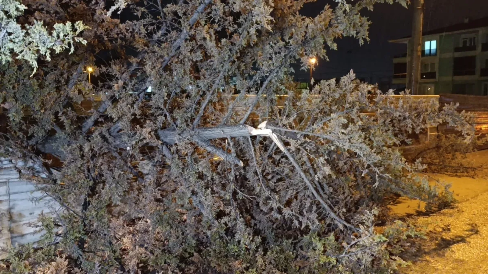 1200x675-bursada-kuvvetli-ruzgar-nedeniyle-agac-devrildi-1767149322002