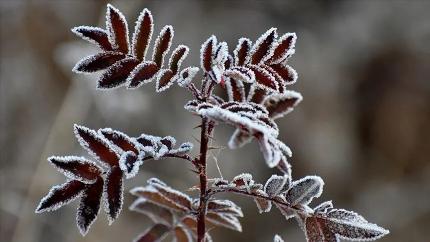 ORTA ve DOĞU KARADENİZ