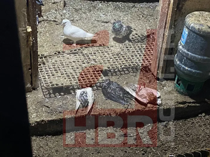 0x0-istanbullu-rogarini-kendisi-temizledi-gece-yarisi-sokakta-isyan-neredesin-iski-1768083450577 İstanbullu rögarını kendisi temizledi! Gece yarısı sokakta isyan: Neredesin İSKİ?