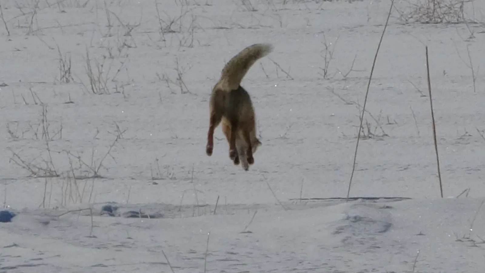 1200x675-1768288732688