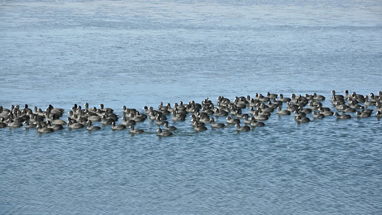 1200x675-olumle-dans-ederek-uyuyorlar-hayvanlar-aleminin-akilalmaz-ekstrem-uyku-sirlari-ifsa-oldu-1767266066100