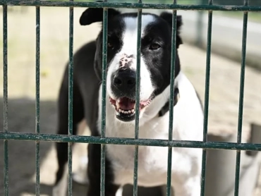 1200x675-bolvadinde-vahset-kopek-iskence-edilerek-olduruldu-1769356013680