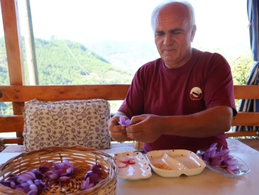 1200x675-her-sey-bir-saksiyla-basladi-150-bin-cicekten-1-kilo-cikiyor-grami-900-tl-1793101672112